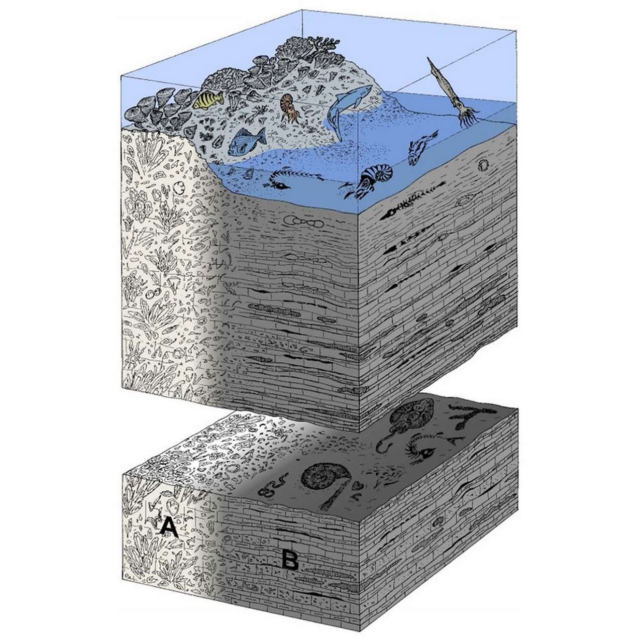 Упрощенный взгляд на условия отложения и окаменения карбонатной платформы Упрощенный взгляд на условия отложения и окаменения карбонатной платформы, фото