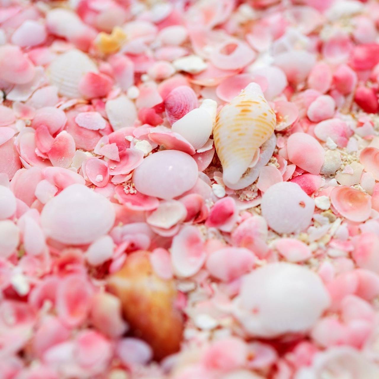 Розовые ракушки, которые при измельчении образуют розовый песок Розовые ракушки, которые при измельчении образуют розовый песок, фото